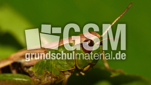 Gemeiner Grashüpfer (4).jpg